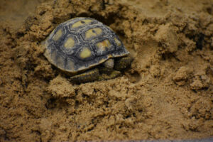 Digging with Gopher Tortoises