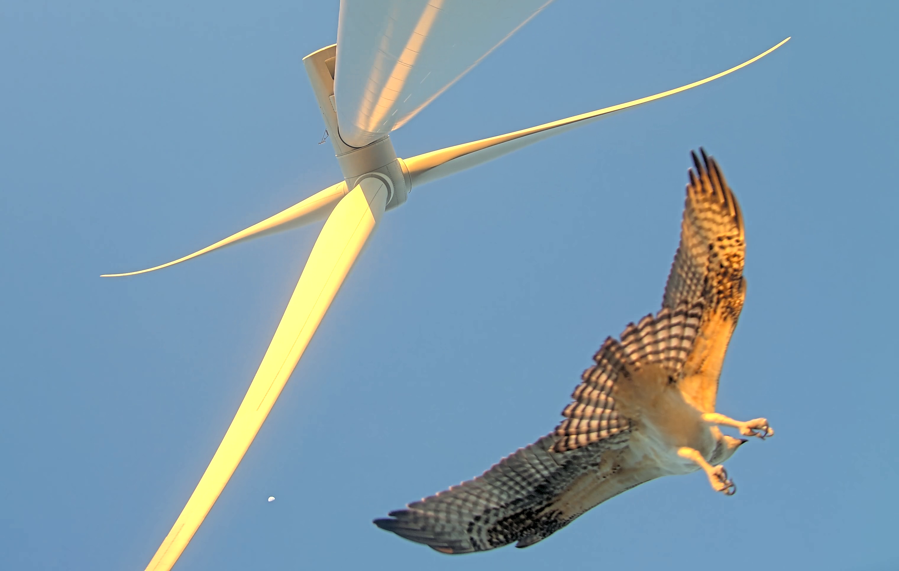 New Guidance for Pre- and Post-Construction Monitoring to Detect Changes in Marine Bird Distributions and Habitat Use Related to Offshore Wind Energy