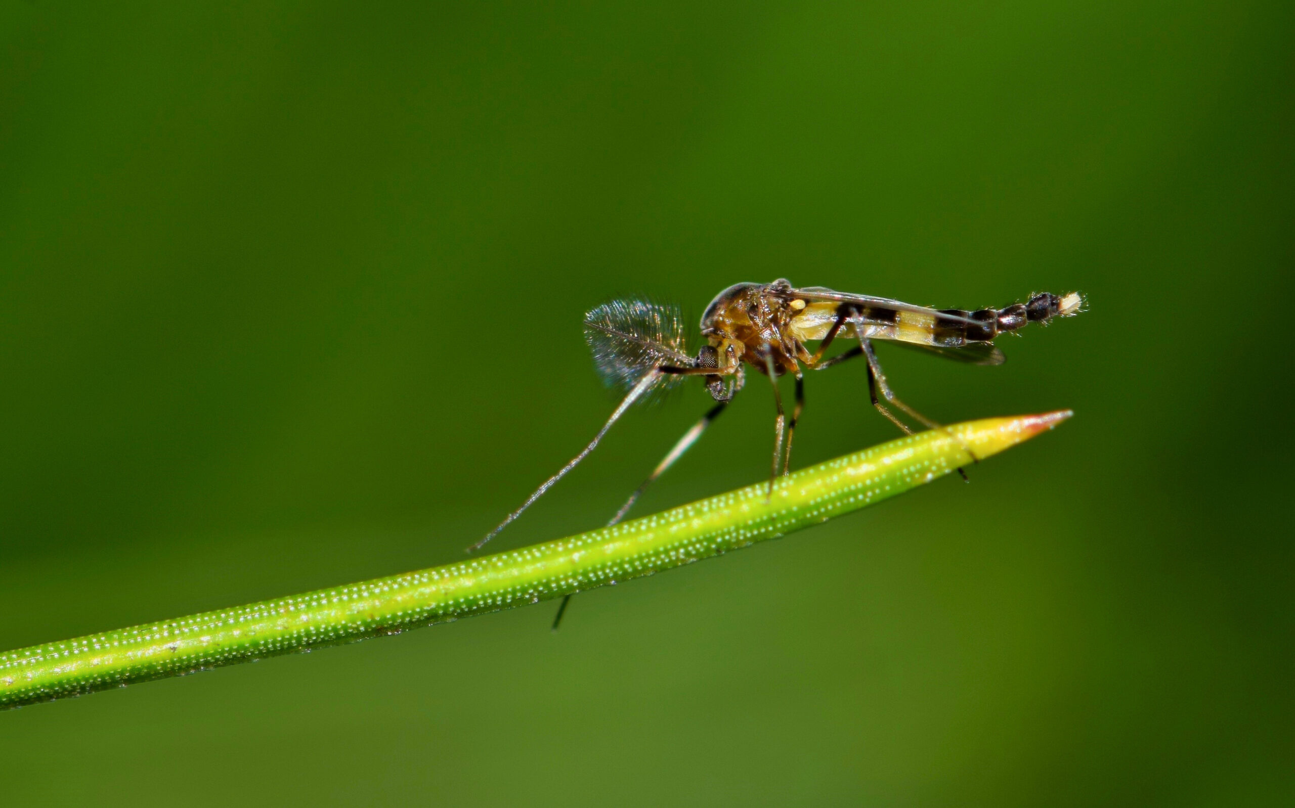 Bug of the Month—Chironomidae Family & Saetheria Tylus