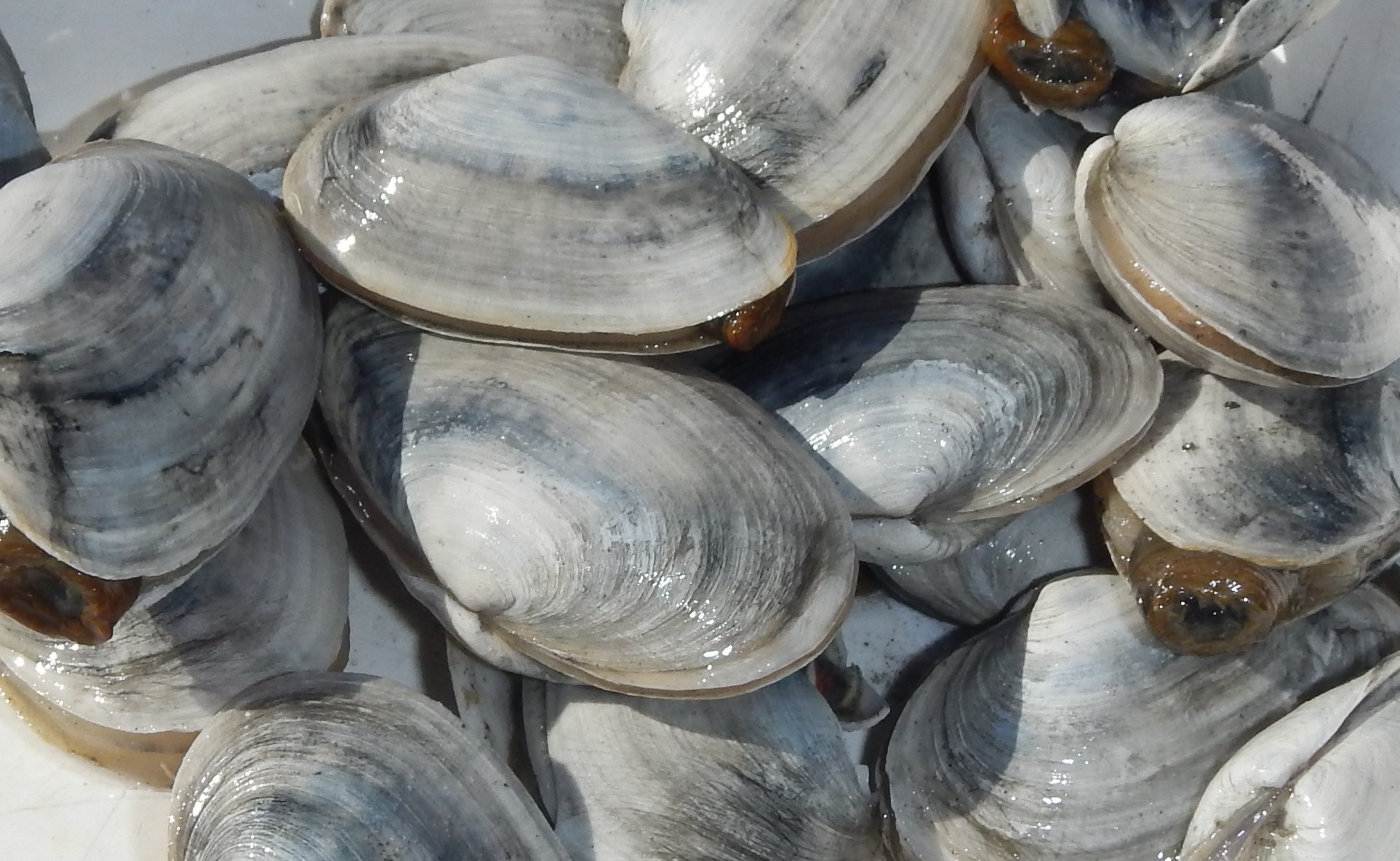 Featured (Shell)Fish: Mya arenaria, the Softshell Clam